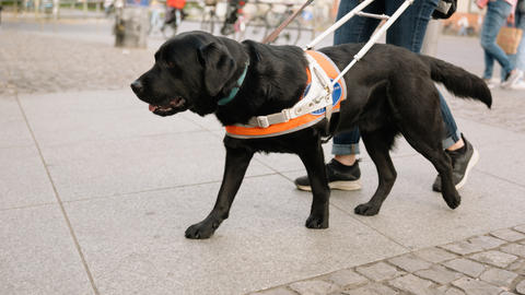 Service dog