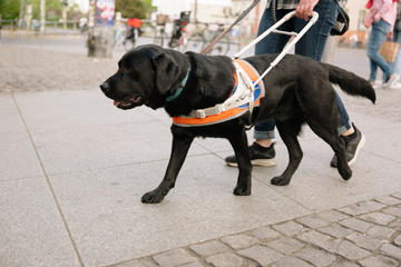 Service dog